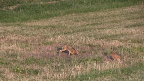 Two Rabbit running &amp; Eating in a sunny morning Stock Footage 93654543