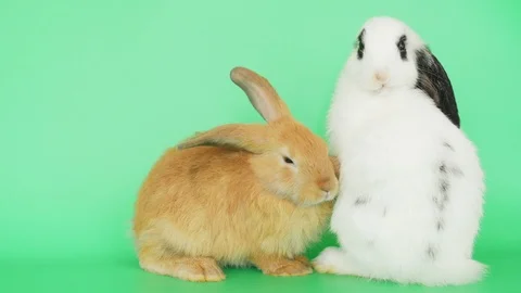 Two rabbit video clips are cleaning their hairs. Video stock 109183982