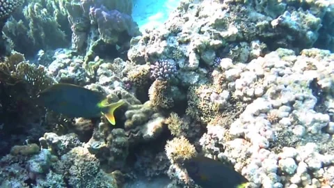 Two Rabbitfish Swimming in Sync While Territorial Farmerfish Chases Them Away on Stock Footage 339623587