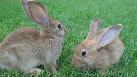 Two rabbits are grazing on the grass Stock Footage 277796591