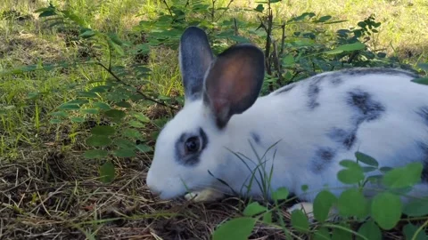 Two rabbits are moving around our rural yard Stock Footage 302285027