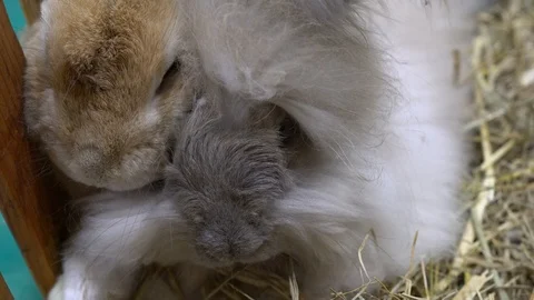 Two rabbits are sleeping together on hay 스톡 동영상 124964300