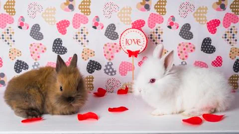 Two rabbits on the background of hearts Stock Photos
