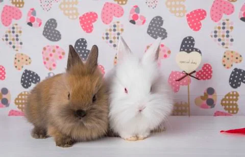 Two rabbits on the background of hearts Stock Photos