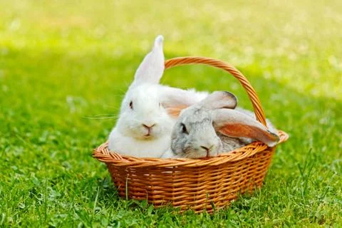 Two rabbits in basket Stock-Fotos