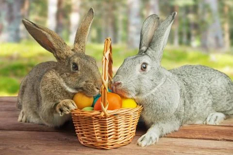 Two rabbits in a basket Stock Photos