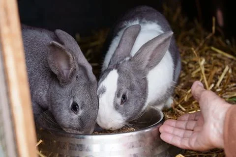 Two rabbits in a cage eat from the same bowl 写真素材