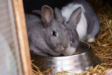 Two rabbits in a cage eat from the same bowl Stockfoto's