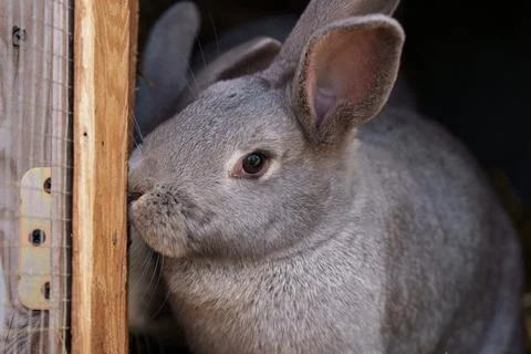 Two rabbits in a cage eat from the same bowl 写真素材