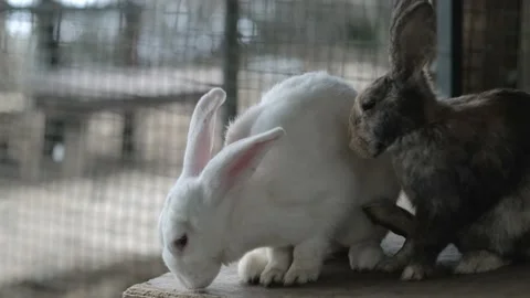 two Rabbits in cage on farm, happy Stock Video Pond5