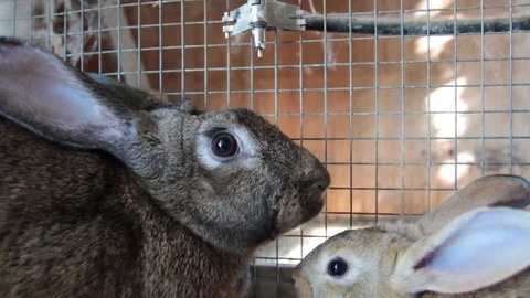 Two rabbits in cage Stock Footage 77910949