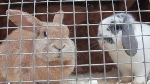 Two rabbits in a cage Stock Footage 133985884