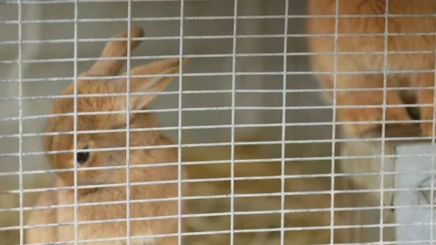 Two rabbits in a cage Stock Footage 189771197