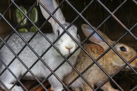 Two rabbits in a cage Foto stock