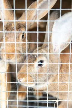 Two rabbits in a cage Stock Photos