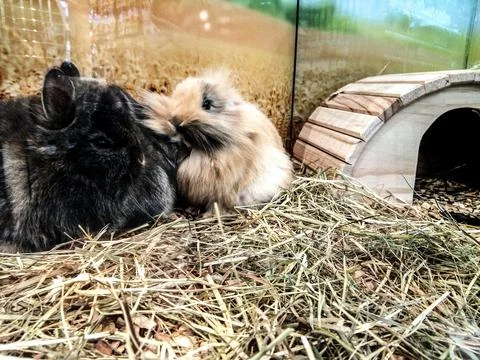 Two rabbits in a cage Stock Photos