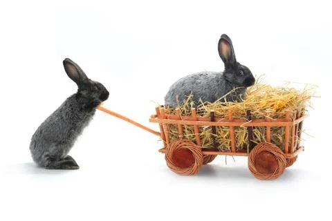 Two rabbits  in the cart on a white background Stock Photos