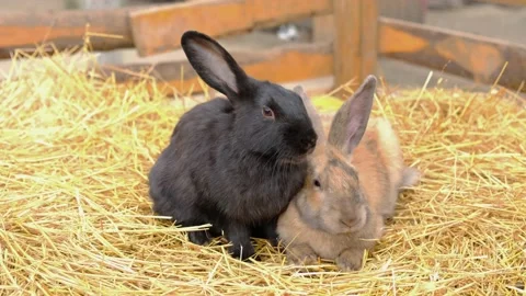 Two rabbits chew straw in a paddock. Farm animals. Stock Footage 219865007