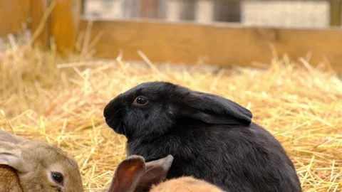 Two rabbits chew straw in a paddock. Farm animals. Video stock 220358220