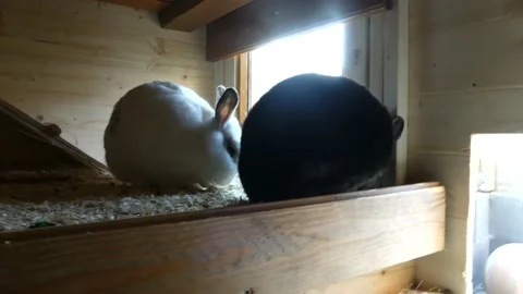 Two rabbits eat Stock Footage 229795166