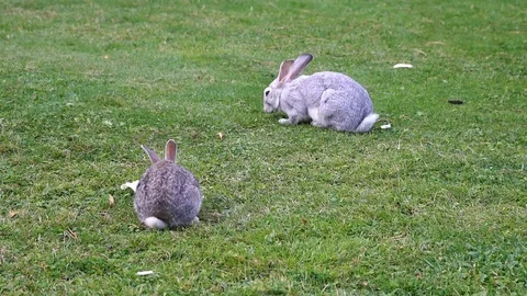 Two Rabbits Eat Grass 库存影片 116500001