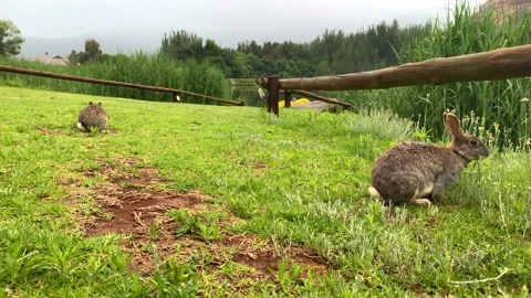 Two rabbits eating Stock Footage 168026283