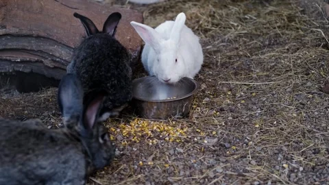 Two rabbits eating grain together from a bowl on dry ground inside an outdoor Stock Footage 327485207