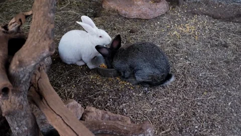 Two rabbits eating grain together from a bowl on dry ground inside an outdoor Stock Footage 327485432