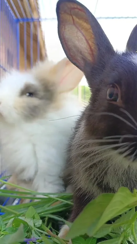 Two rabbits eating kale casually Stock Footage 288008476