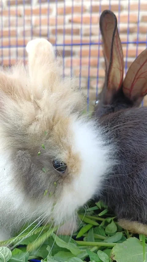 Two rabbits eating kale casually Stock Footage 288008534