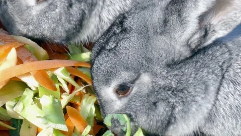 Two rabbits eating together Stock Footage 86651963