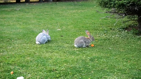 Two Rabbits on the Grass 스톡 동영상 116500017