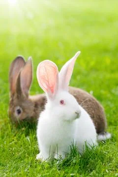 Two rabbits in green grass Stock Photos
