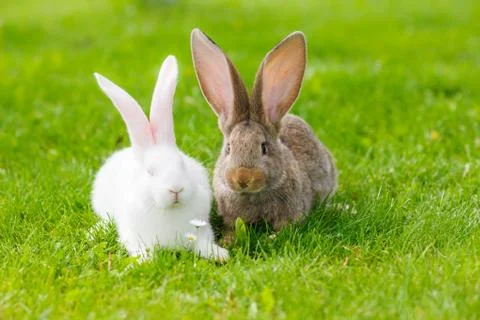 Two rabbits in green grass Stock-Fotos