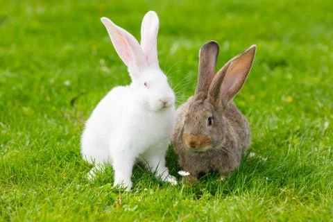 Two rabbits in green grass Foto stock