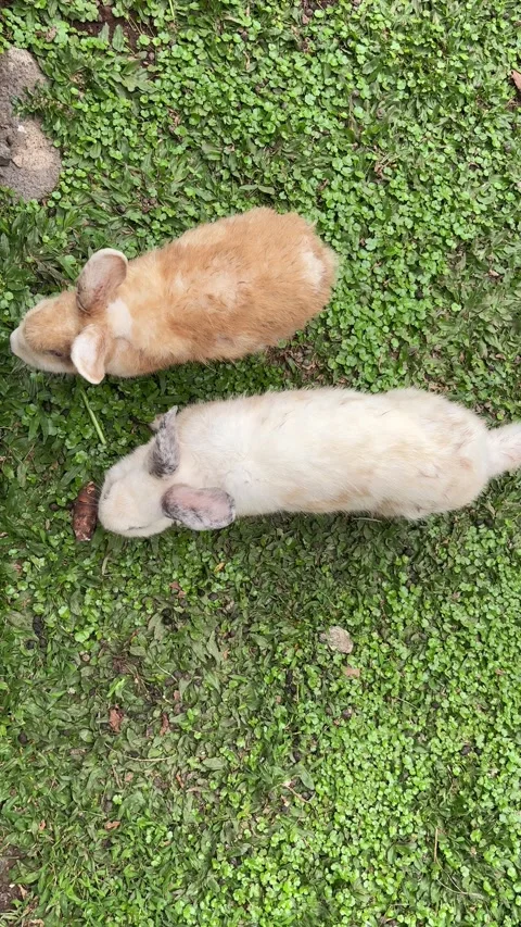 Two rabbits on green grass, top-down view. Video stock 311576035