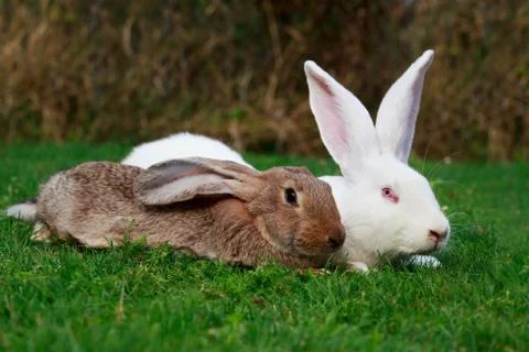 Two rabbits on a green Stock Photos