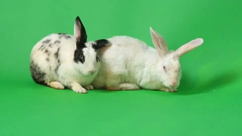 Two Rabbits On Green Screen Background Stock Footage 152897267