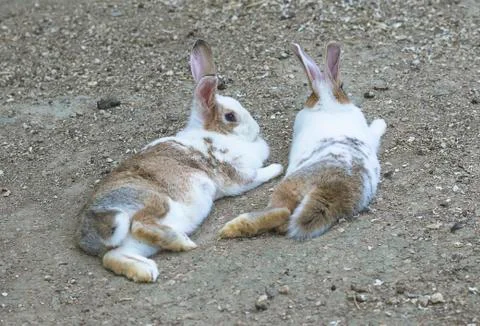 Two rabbits lying on the sand Stock Photos
