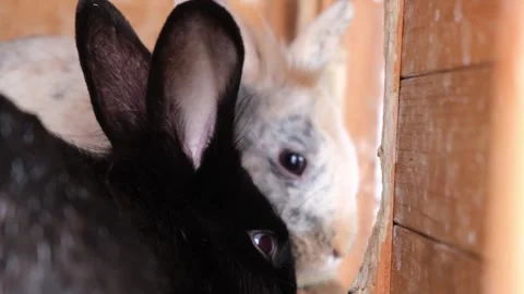 Two rabbits, one black and one speckled, sitting close and looking around in Stock Footage 319987785