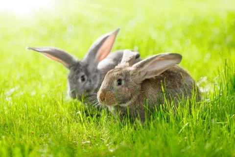 Two rabbits Stock Photos