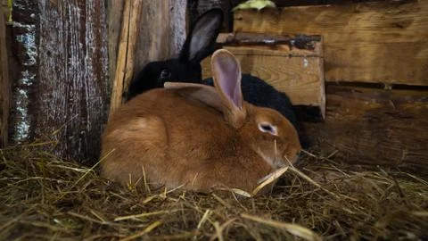 Two rabbits Stock Photos