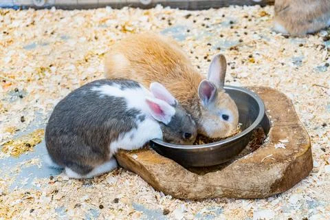 Two rabbits Stock Photos