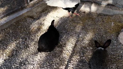 Two rabbits rest and eat on gravel inside a zoo enclosure under mixed light and Stock Footage 327481994