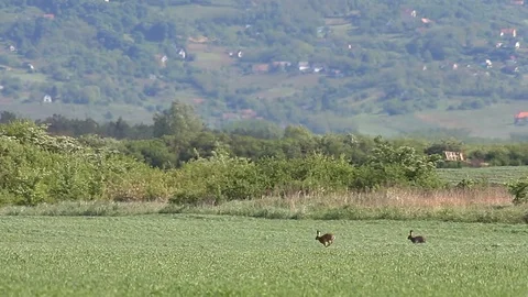 Two rabbits running on the grassland in springtime Stock Footage 120873356