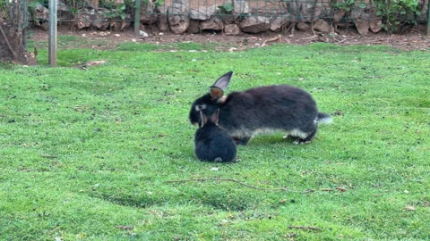 Two rabbits sharing a carrot on a garden lawn Vídeos de archivo 342521149