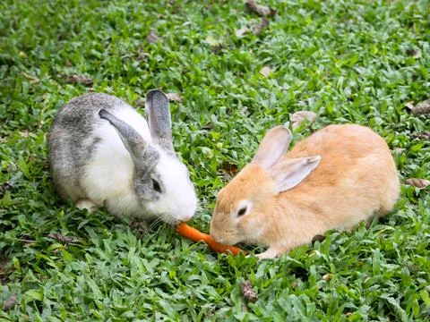 Two rabbits sharing a carrot Stock Photos