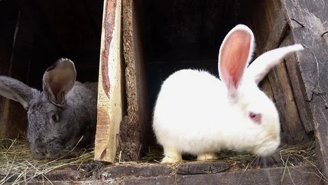 Two rabbits sitting in their cages. Stock Footage 74480217