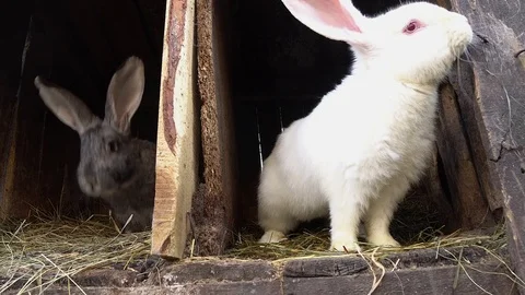 Two rabbits sitting in their cages. Stock Footage 74719122