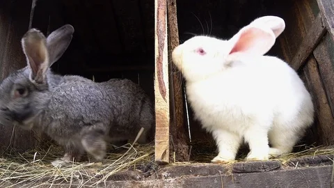 Two rabbits sitting in their cages. Stock Footage 74719854